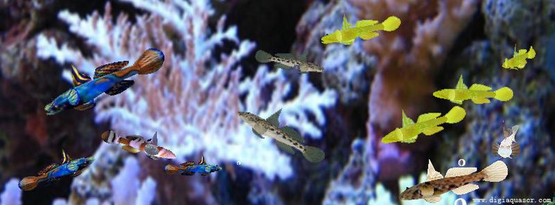 Goby Fish Aquarium Screensaver Screenshot